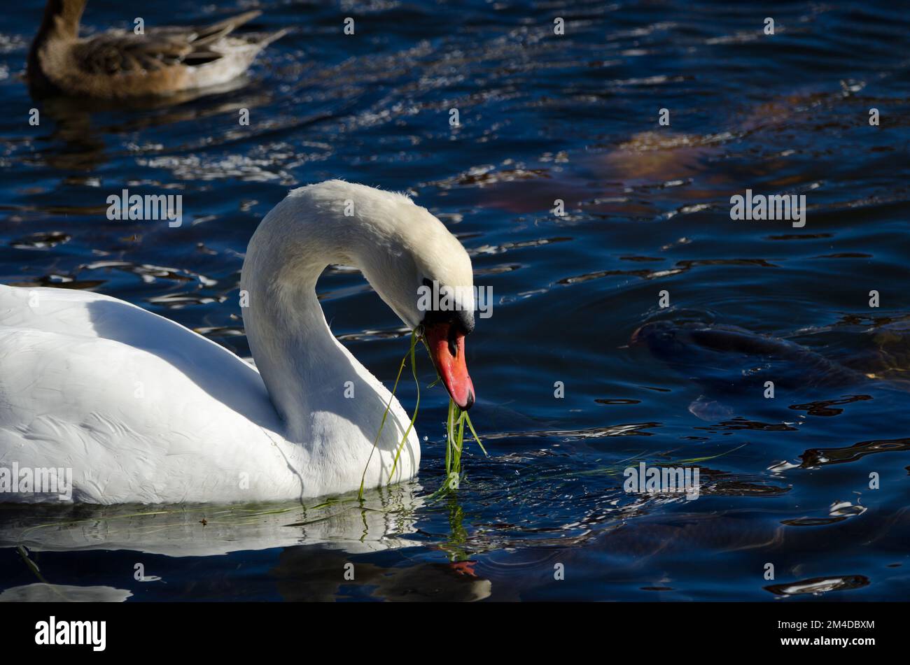 Maschio muto cigno cigno colore mangiare piante acquatiche. Lago Yamanako. Yamanakako. Prefettura di Yamanashi. Parco Nazionale Fuji-Hakone-Izu. Honshu. Giappone. Foto Stock