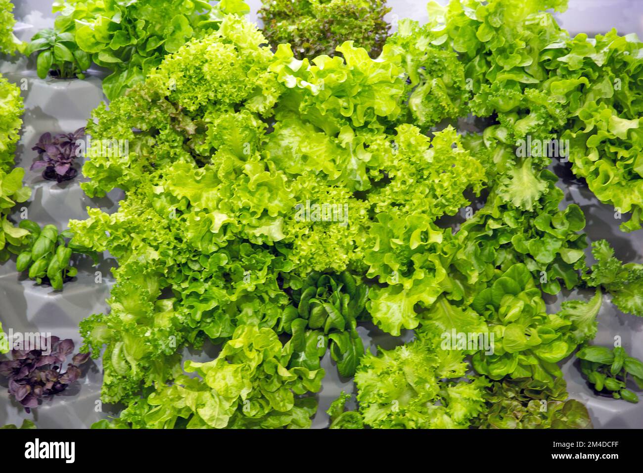 foglie fresche di lattuga di varie varietà primo piano Foto Stock