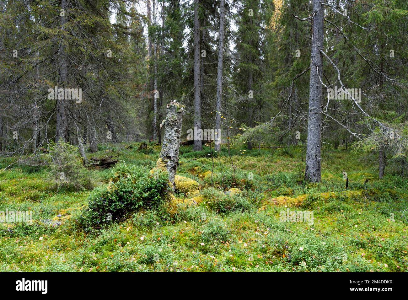 Una foresta primordiale settentrionale con vecchi alberi di conifere e legno morto nel Parco Nazionale di Oulanka, Finlandia settentrionale Foto Stock