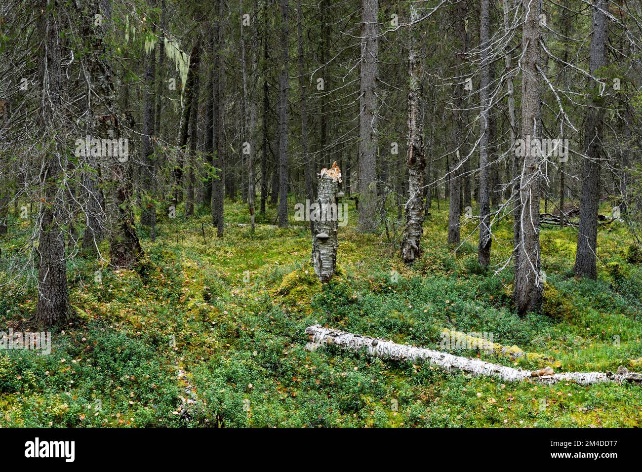 Una foresta primordiale settentrionale con vecchi alberi di conifere e legno morto nel Parco Nazionale di Oulanka, Finlandia settentrionale Foto Stock