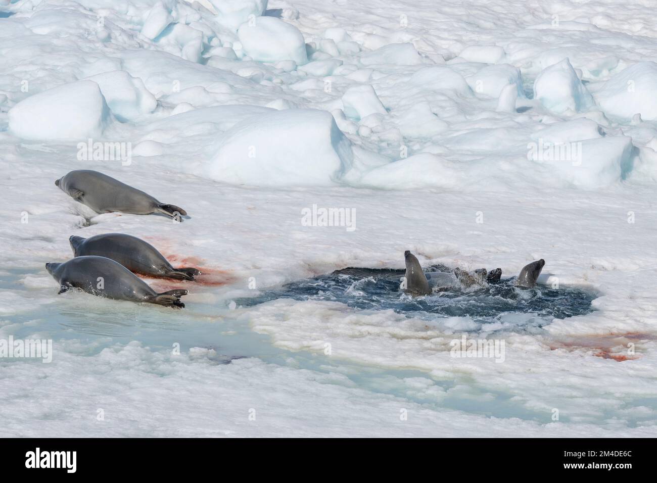 Antartide, Weddell Sea, Larson Inlet. Il Crabeater sigilla (il carcinofago di Lobodon) nel foro di respirazione nel ghiaccio. Foto Stock