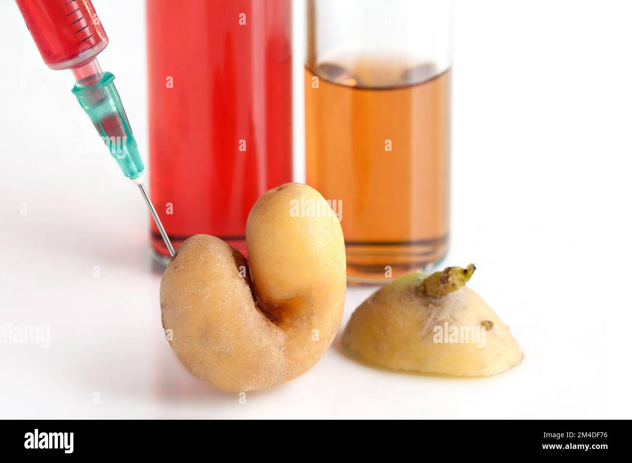 Ingegneria alimentare geneticamente modificata Foto Stock