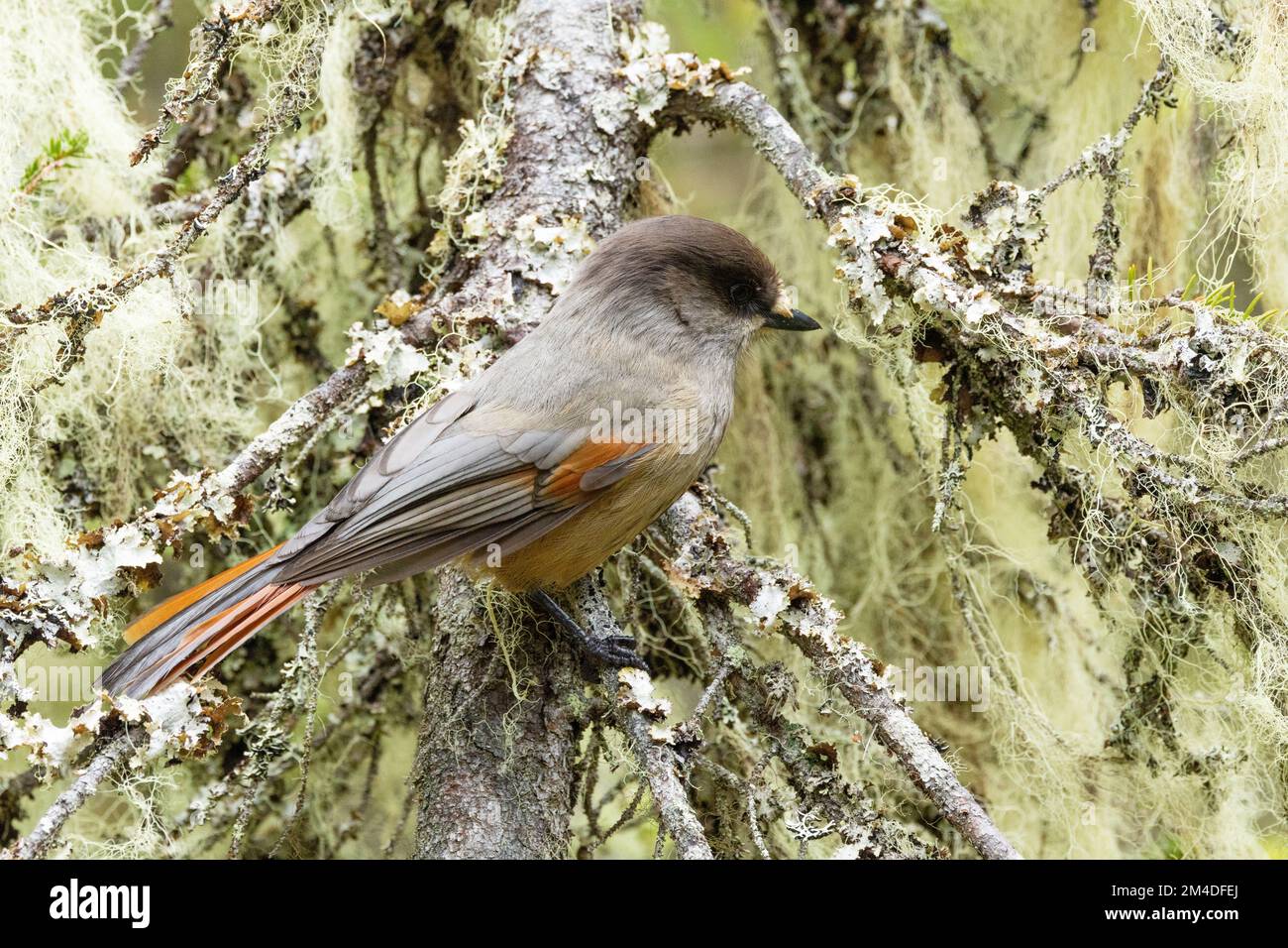Primo piano di una gialle siberiana arroccata in una foresta di taiga ricoperta di lichene beared. Girato a Valtavaara vicino Kuusamo, Finlandia settentrionale. Foto Stock