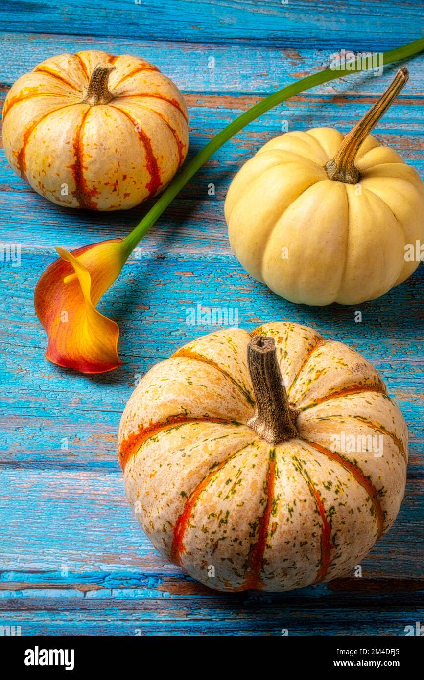 Calla Lily e Pumpkins Foto Stock