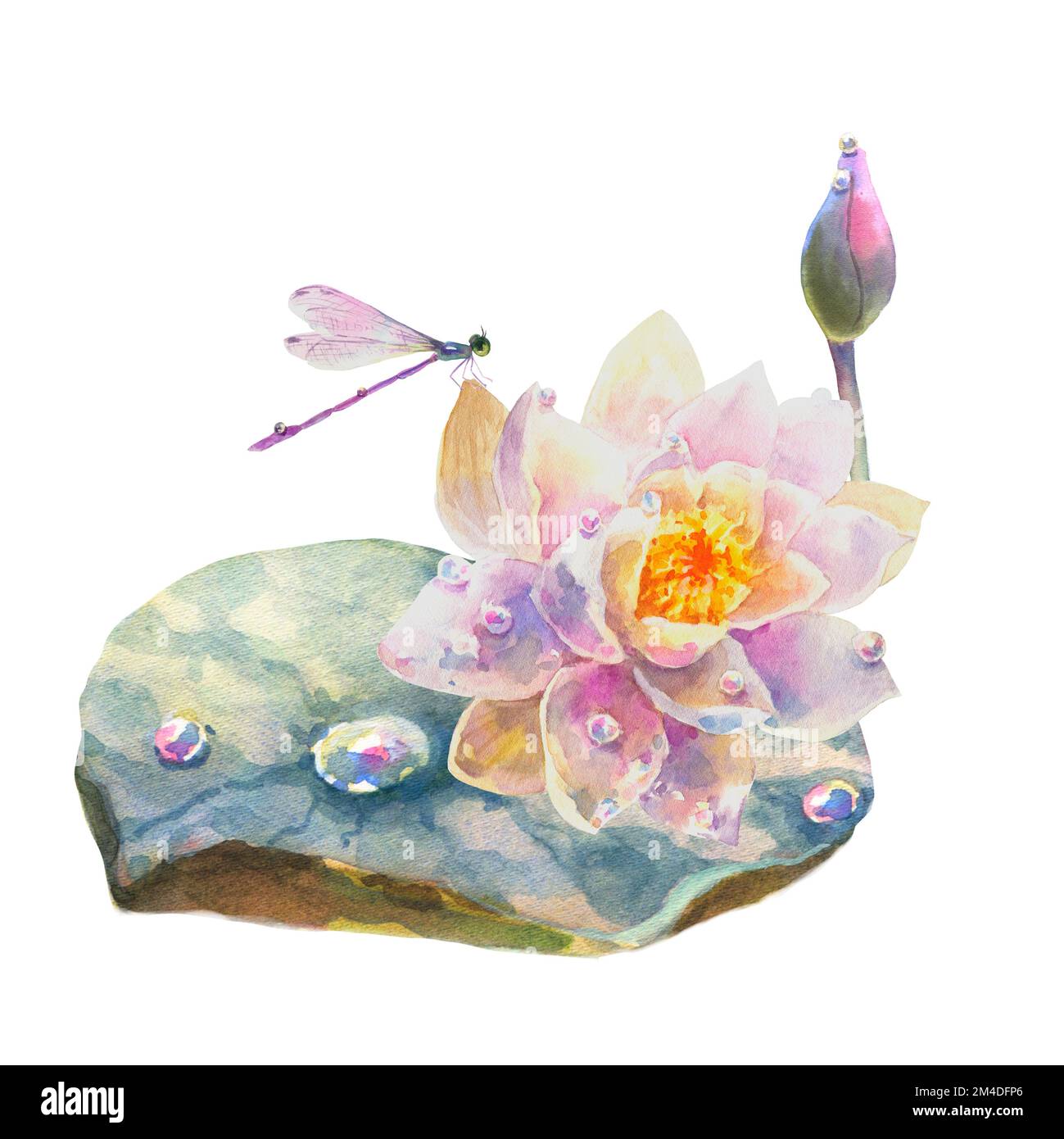 Acquerello botanico illustrazione di giglio d'acqua con gocce di rugiada e ragonfly, isolato su sfondo bianco. Foto Stock