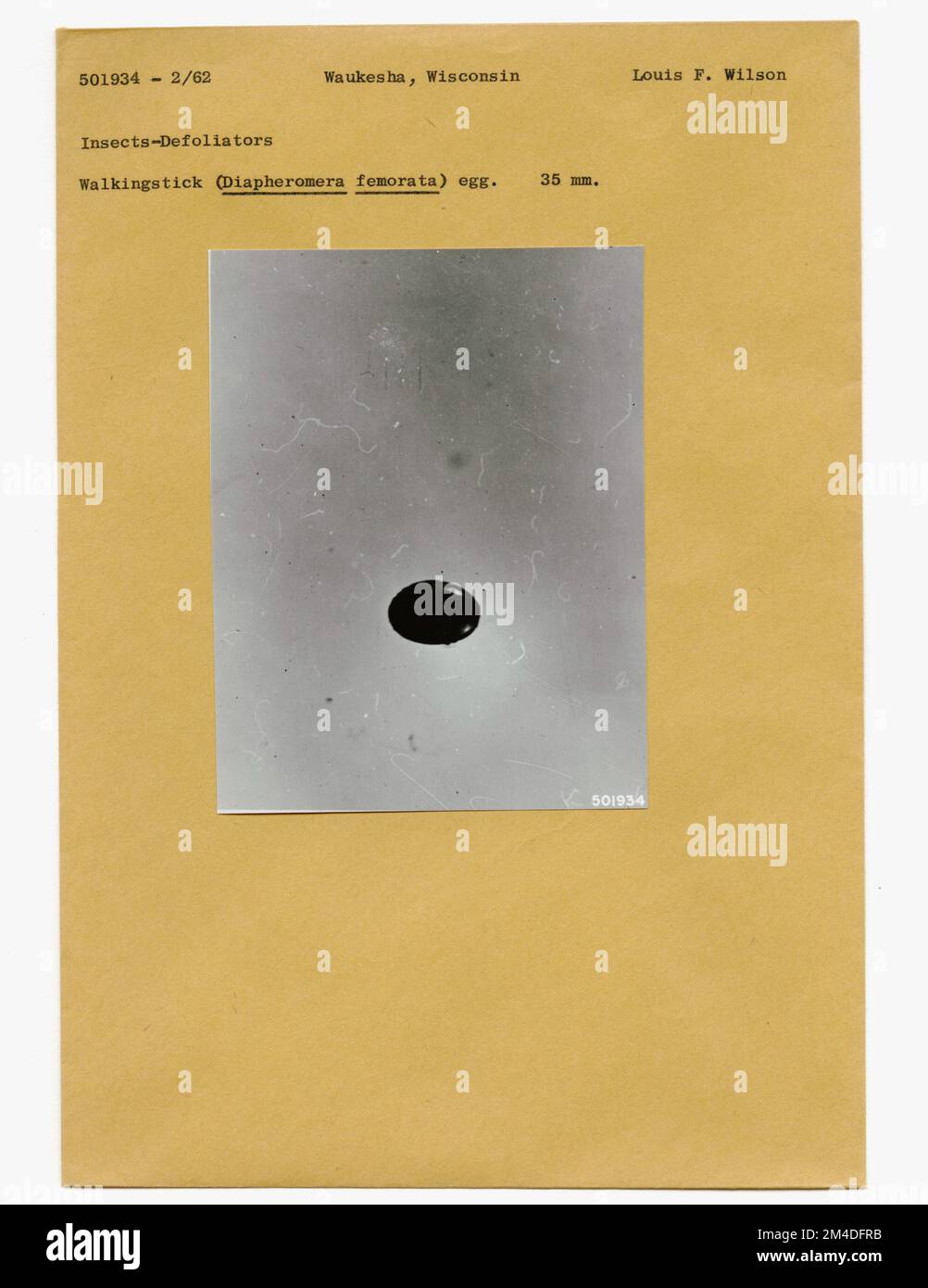 Insetti della foresta - Generale. Fotografie relative alle foreste nazionali, alle pratiche di gestione delle risorse, al personale e alla storia culturale ed economica Foto Stock