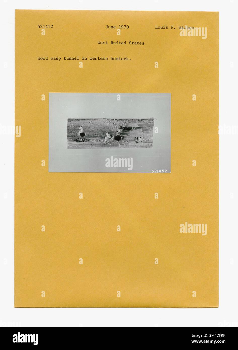 Insetti della foresta - Generale. Fotografie relative alle foreste nazionali, alle pratiche di gestione delle risorse, al personale e alla storia culturale ed economica Foto Stock