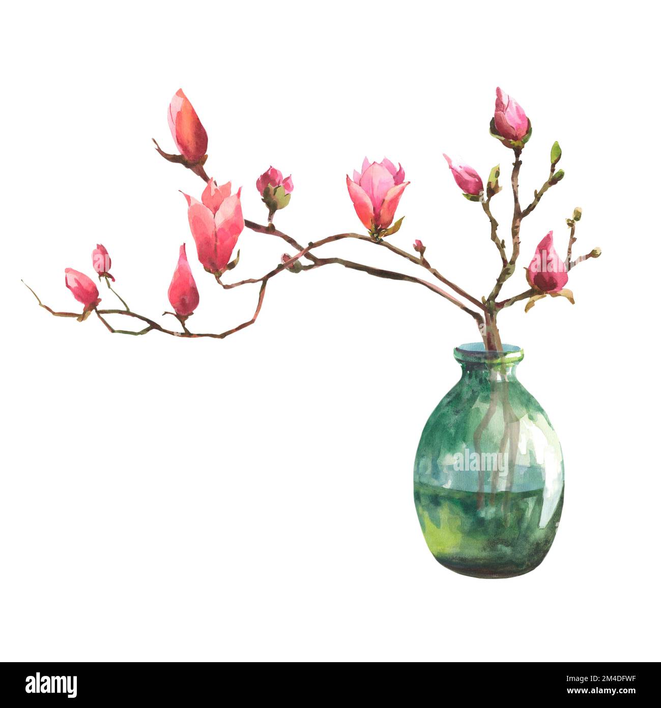 Acquerello illustrazione di un ramo di magnolia in vaso trasparente di vetro verde isolato su sfondo bianco. Arredamento per la casa. Foto Stock