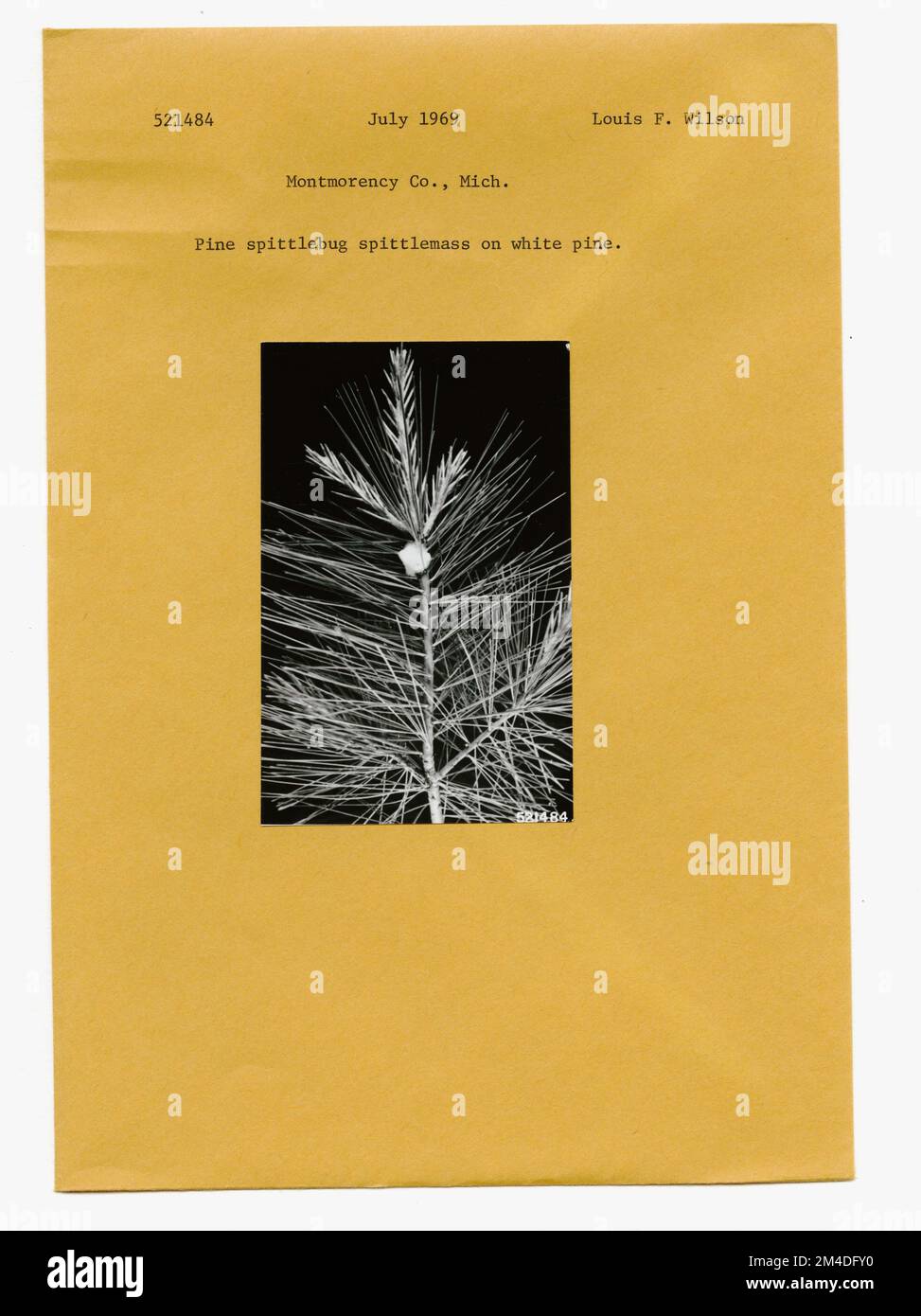 Insetti della foresta - Generale. Fotografie relative alle foreste nazionali, alle pratiche di gestione delle risorse, al personale e alla storia culturale ed economica Foto Stock