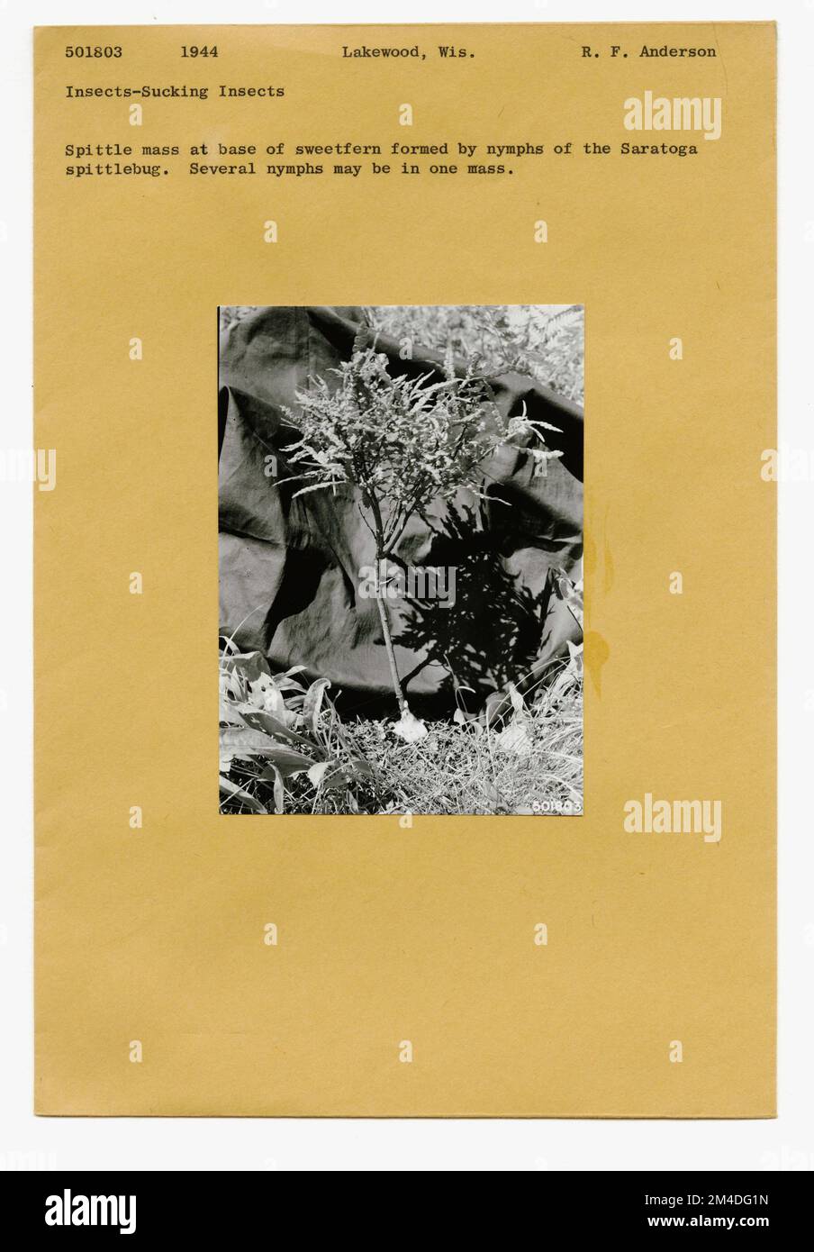 Insetti della foresta - Generale. Fotografie relative alle foreste nazionali, alle pratiche di gestione delle risorse, al personale e alla storia culturale ed economica Foto Stock