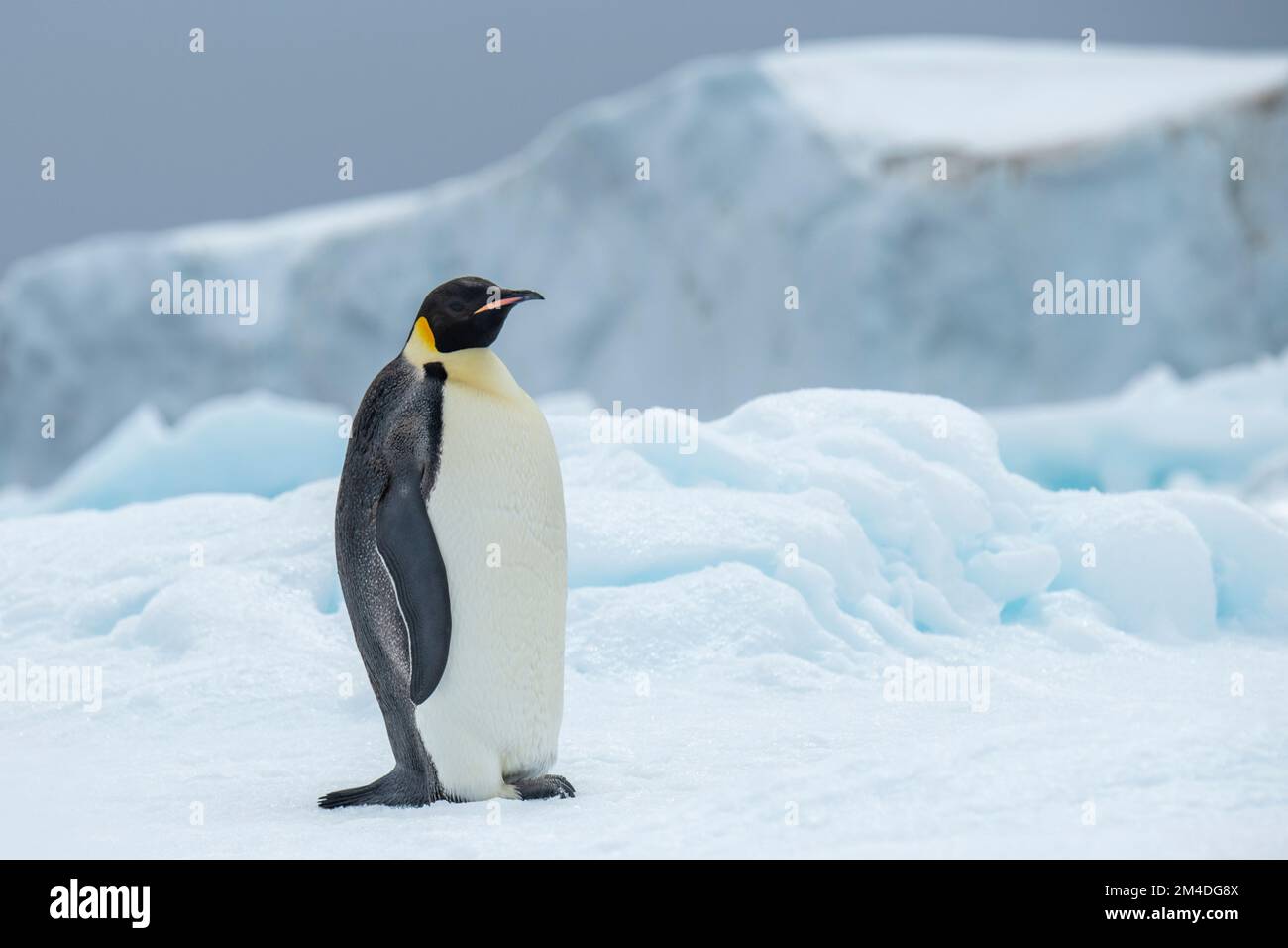 Antartide, Mar di Weddell. Pinguino imperatore (Aptenodytes fosteri) su iceberg. Foto Stock
