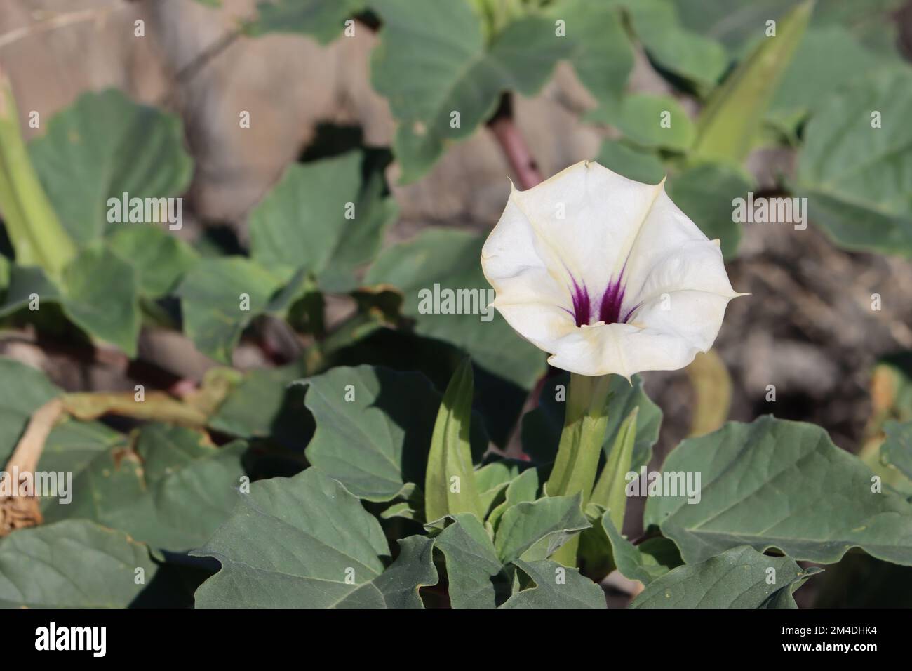 Infiorescenza solitaria ascellare a fiore bianco di Datura decolorante, Solanaceae, erba monoclinica nativa annuale nel deserto della Valle di Borrego, autunno. Foto Stock