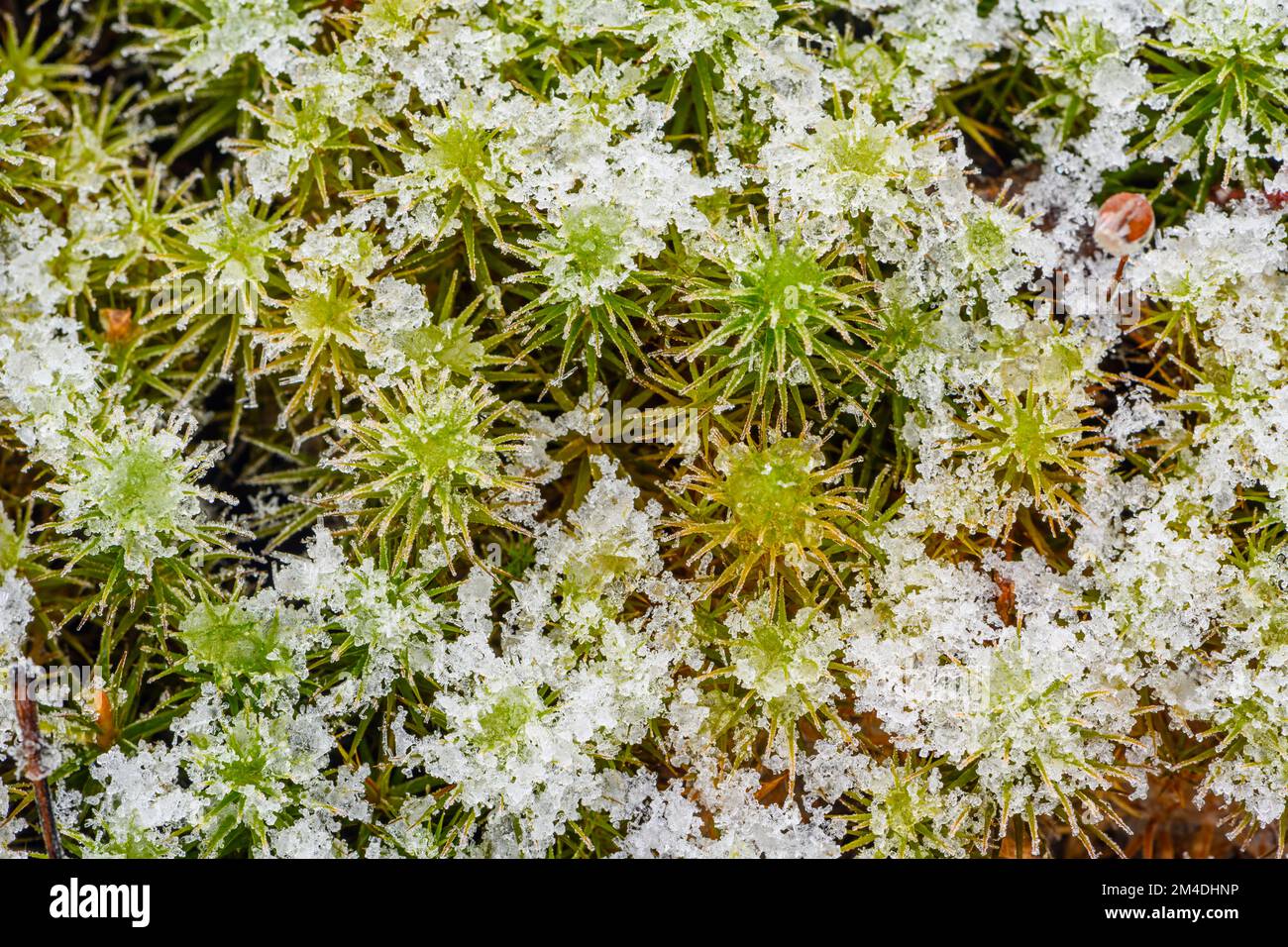 Una polverizzazione di neve sul muschio di Haircap (Polytrichum commune), Greater Sudbury, Ontario, Canada Foto Stock