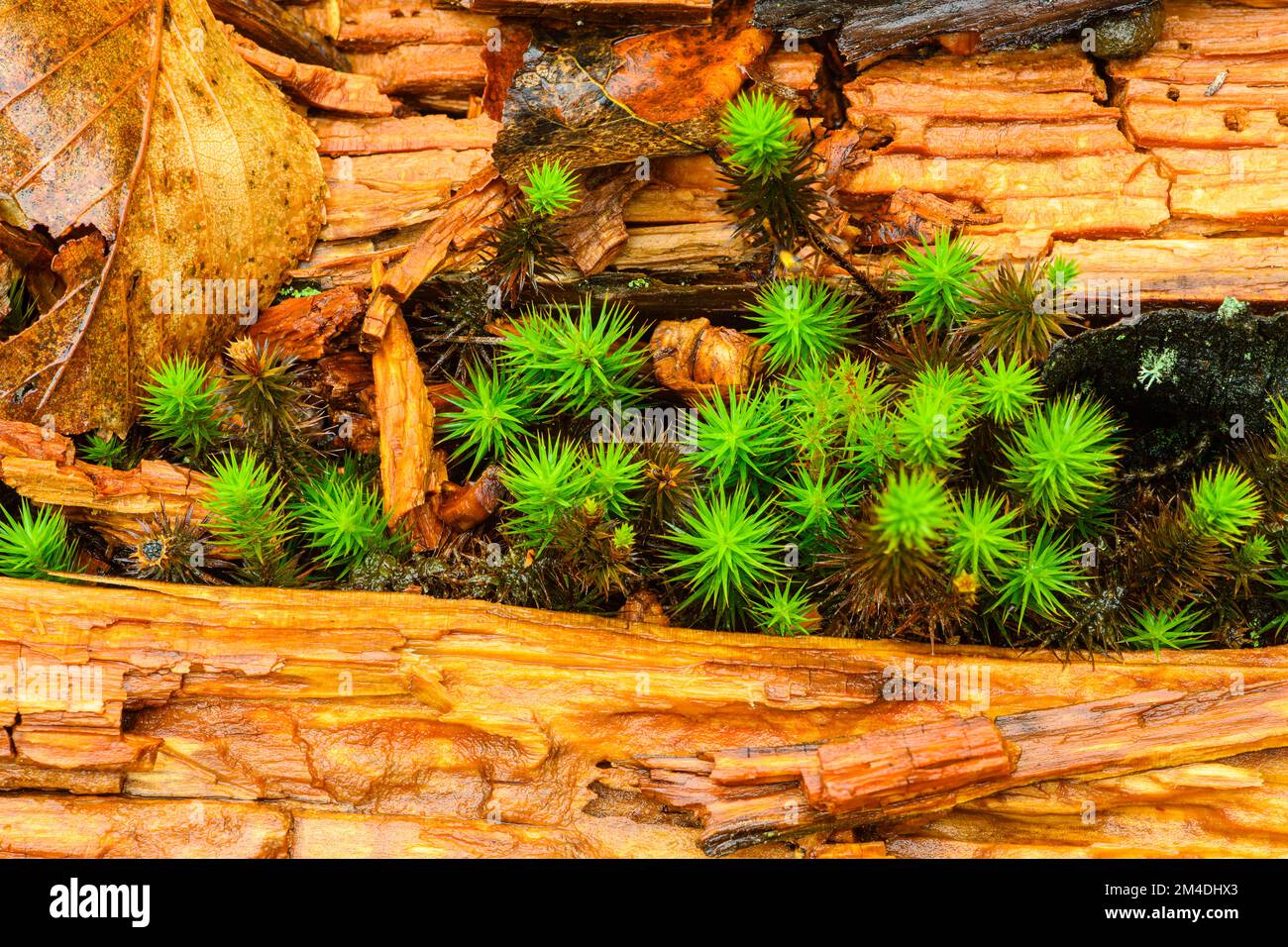 Muschio Haircap (Polytrichum commune), legno morto, Greater Sudbury, Ontario, Canada Foto Stock