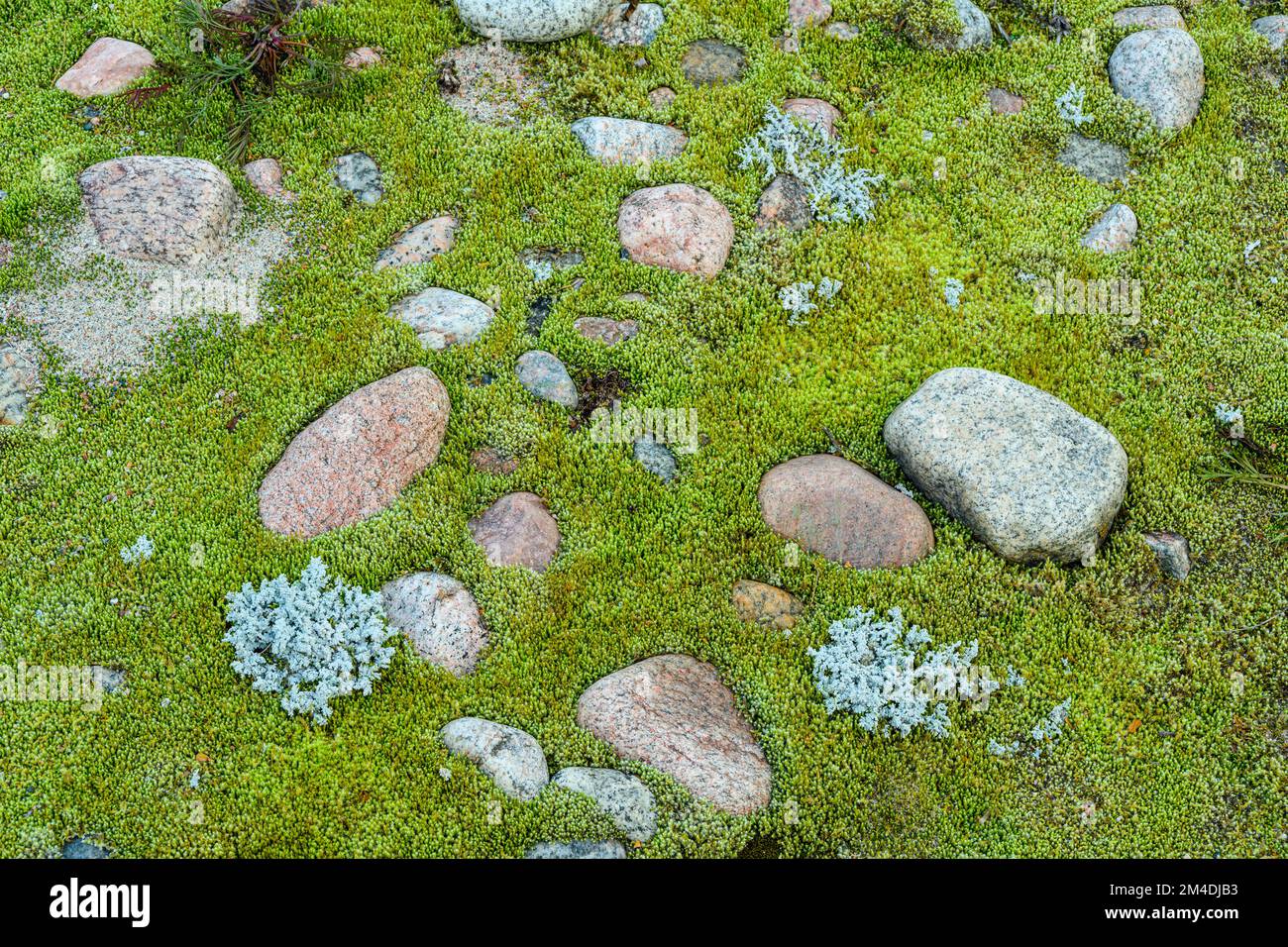 Pietre, muschio verde sui letti di ghiaia del fiume Old Woman, Lake Superior Provincial Park- Old Woman River, Greater Sudbury, Ontario, Canada Foto Stock