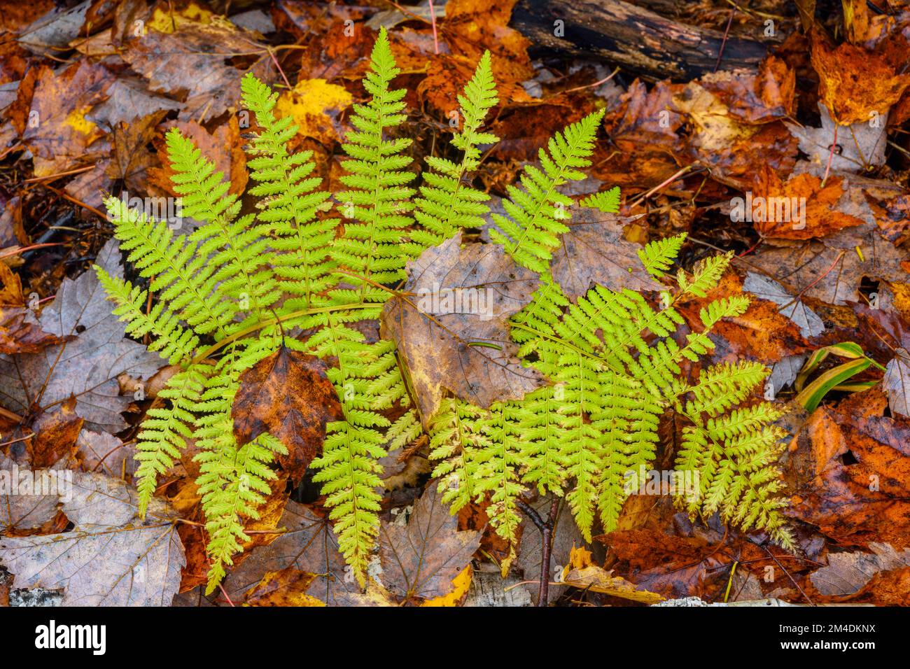 Pavimento in legno in autunno. Foglia caduta su fronte felce, Greater Sudbury, Ontario, Canada Foto Stock