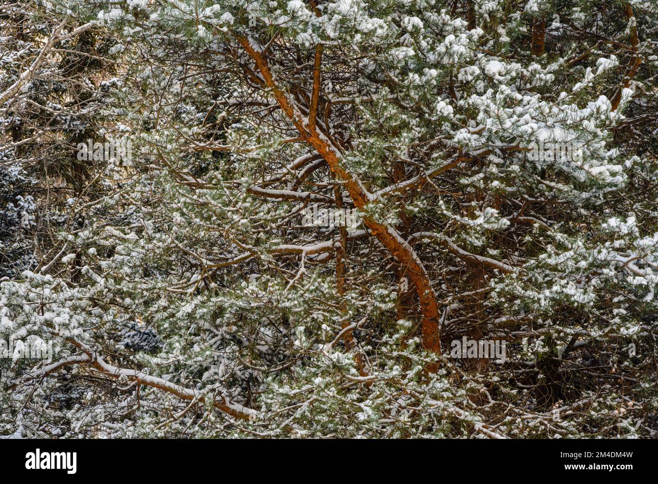 Pino di Jack, neve fresca, Greater Sudbury, Ontario, Canada Foto Stock
