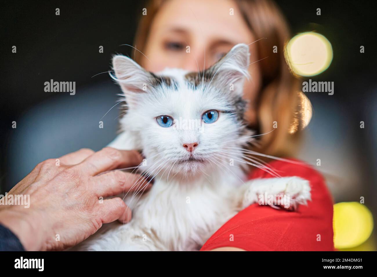 Ritratto di carino peloso gatto senza casa in mani di ragazza volontaria. Mostra Homeless Pets Foto Stock