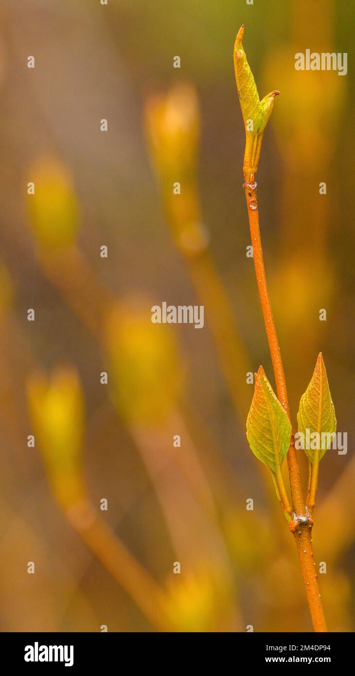 Foglie di uva passa selvatiche del nord che emergono all'inizio della primavera, Greater Sudbury, Ontario, Canada Foto Stock