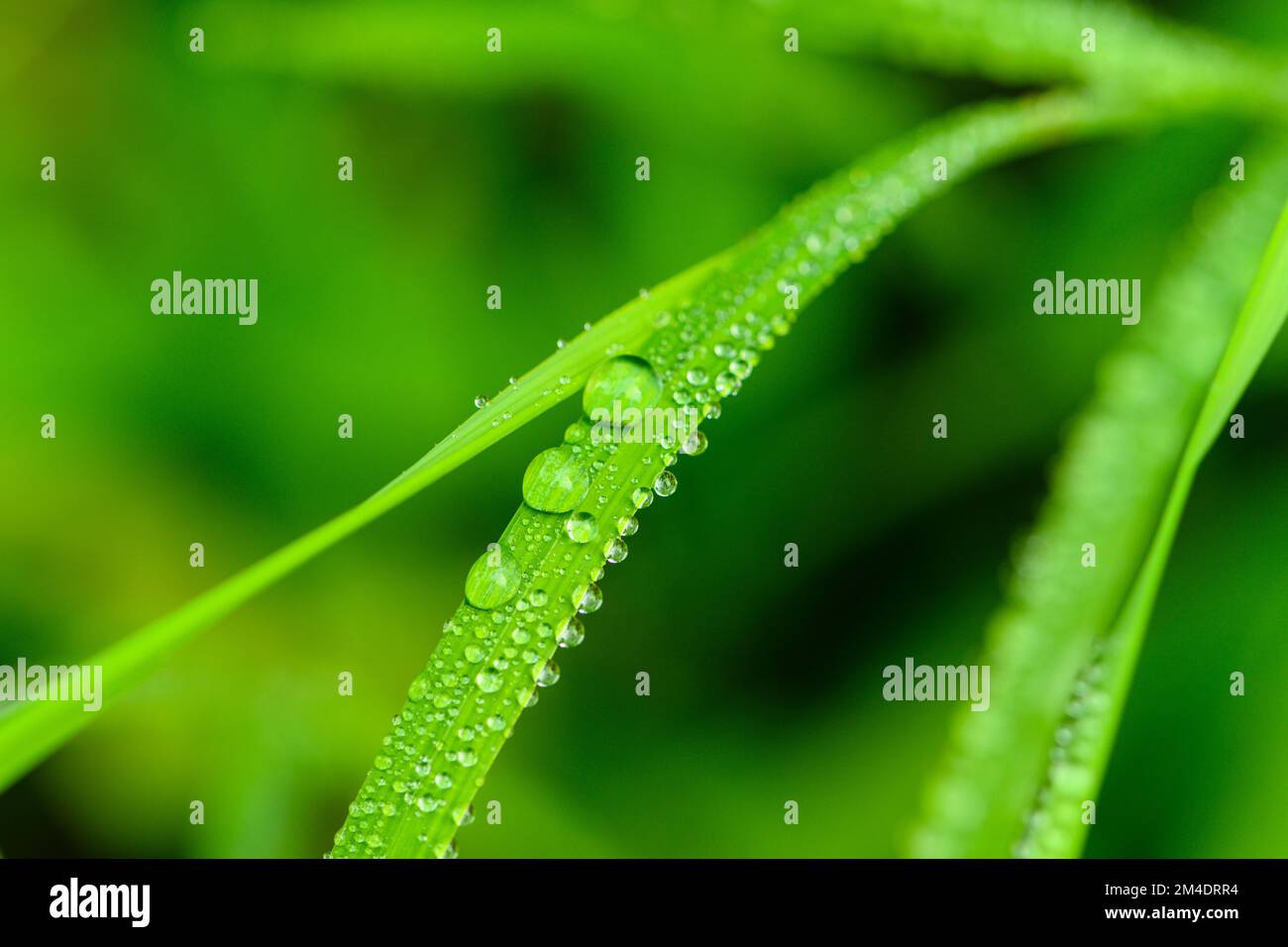 Shorthusk bearded (Brachyelytrum erectum) lame di erba, gocce di pioggia, Sudbury più grande, Ontario, Canada Foto Stock