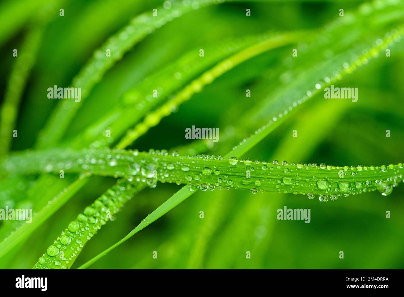Shorthusk bearded (Brachyelytrum erectum) lame di erba, gocce di pioggia, Sudbury più grande, Ontario, Canada Foto Stock