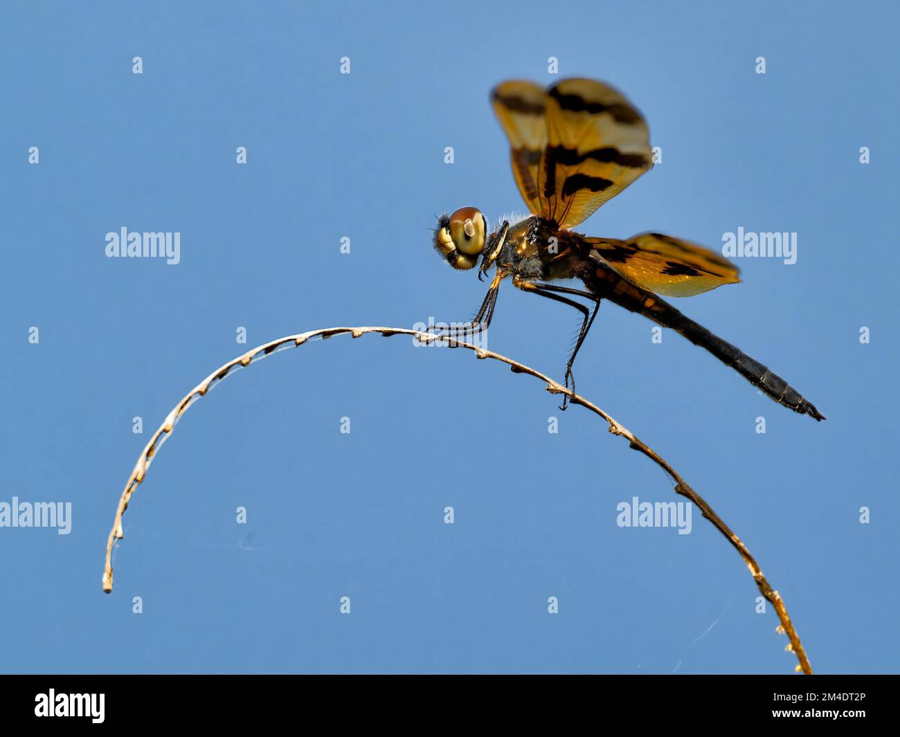 Un macro colpo di un pennant di Halloween (Celithemis eponina) su un gambo contro uno sfondo blu del cielo Foto Stock