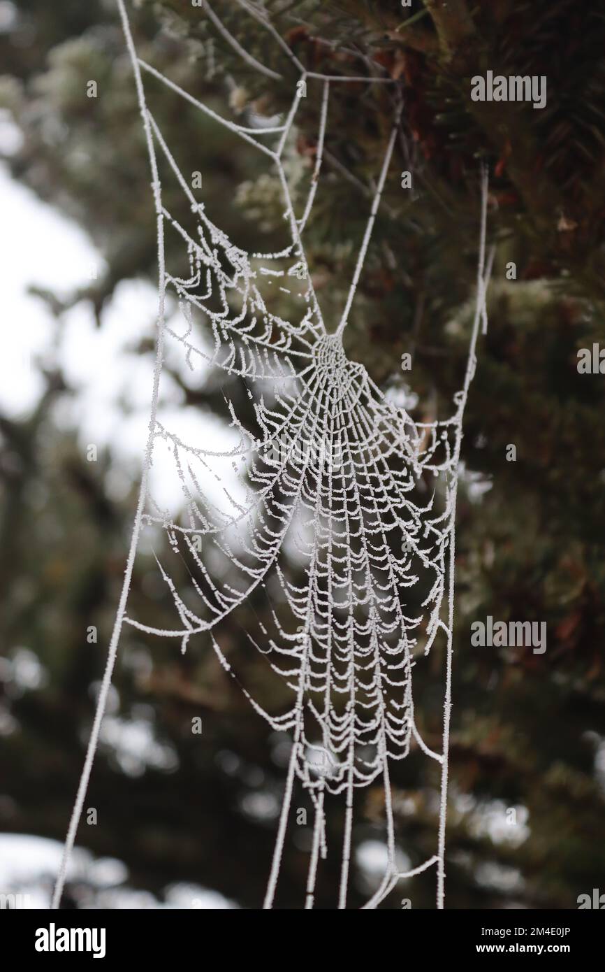 Un ragni web delicatamente allacciato con gioiello come gelo a seguito di pre Natale nevicata, 2022 dicembre. Foto Stock