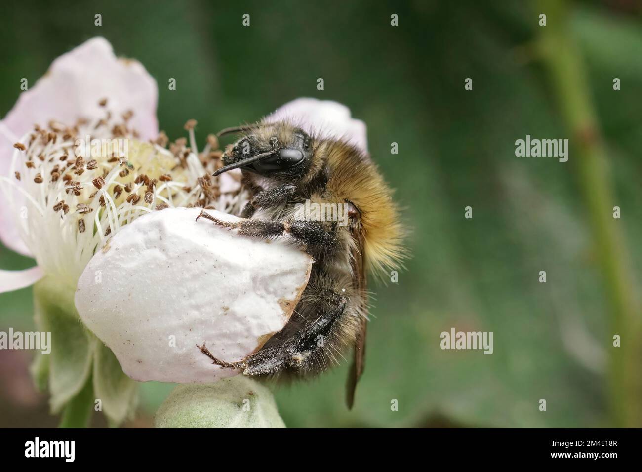 Primo piano naturale su un'ape bruna di cardi, Bombus pascuorum, che si nuda su un fiore di mora Foto Stock