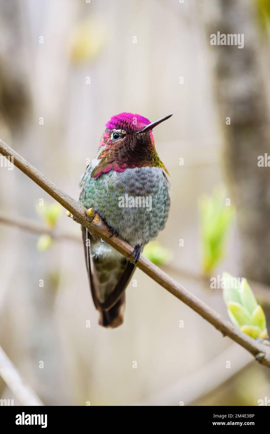 Annas Hummingbird in primavera nello stato di Washington occidentale che mostra la testa colorata Foto Stock