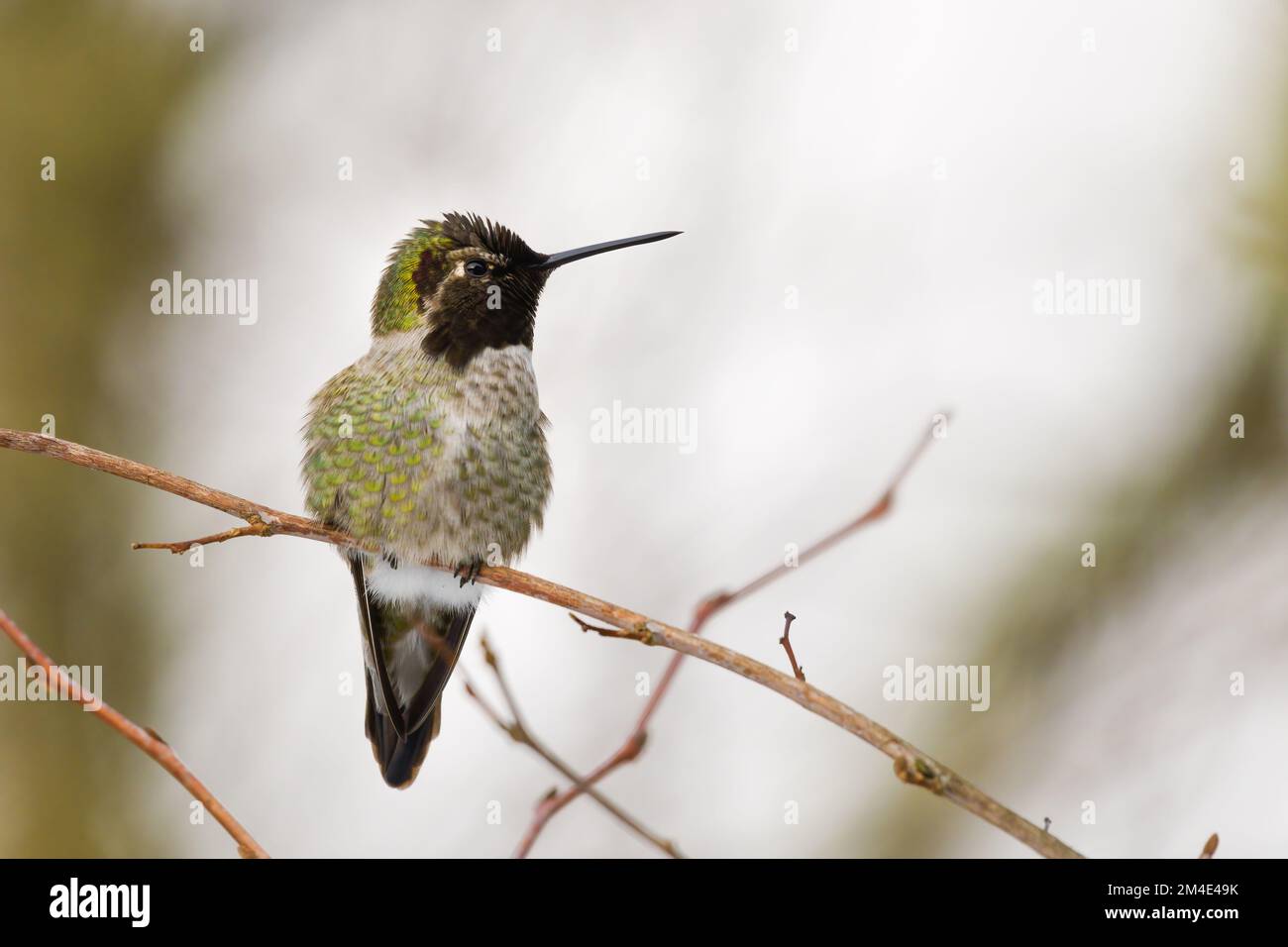 Annas Hummingbird in inverno su piccolo ramoscello con testa girata e Bill in profilo Foto Stock