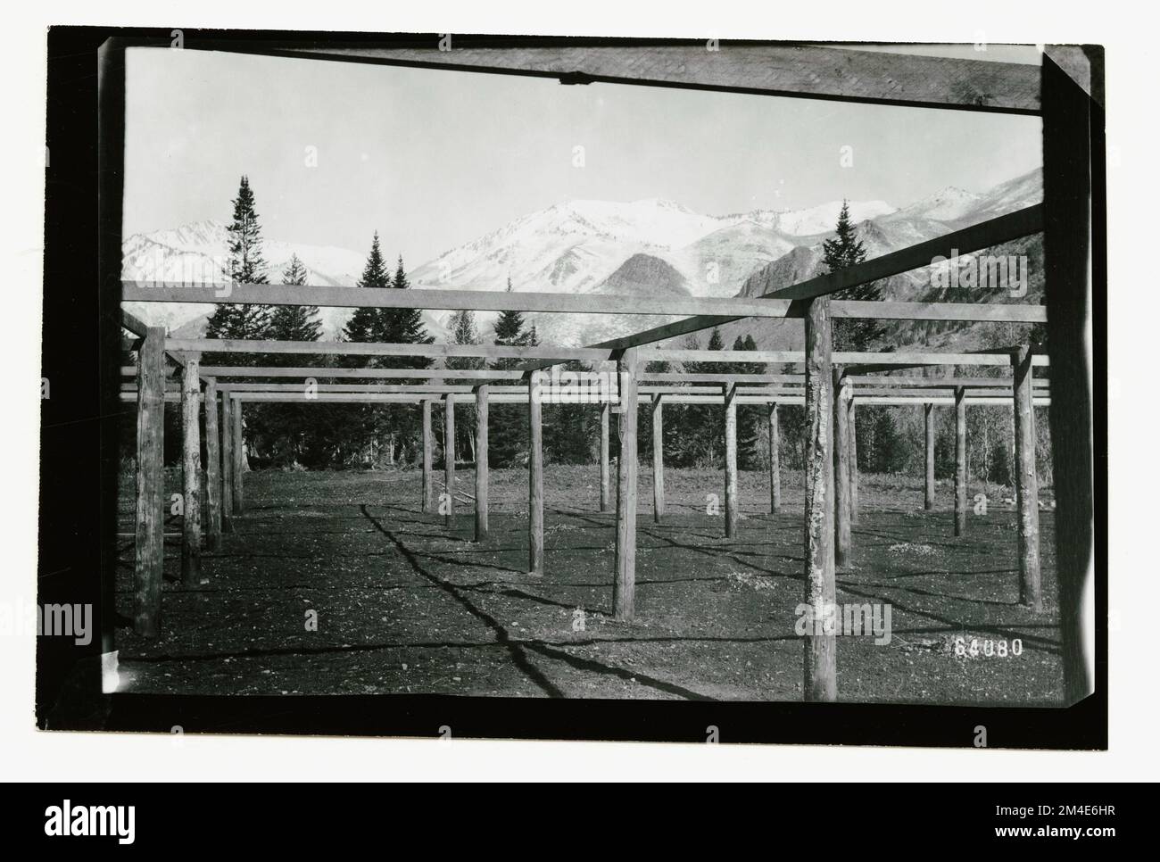 Letti di seme: Ombreggiatura. Fotografie relative alle foreste nazionali, alle pratiche di gestione delle risorse, al personale e alla storia culturale ed economica Foto Stock