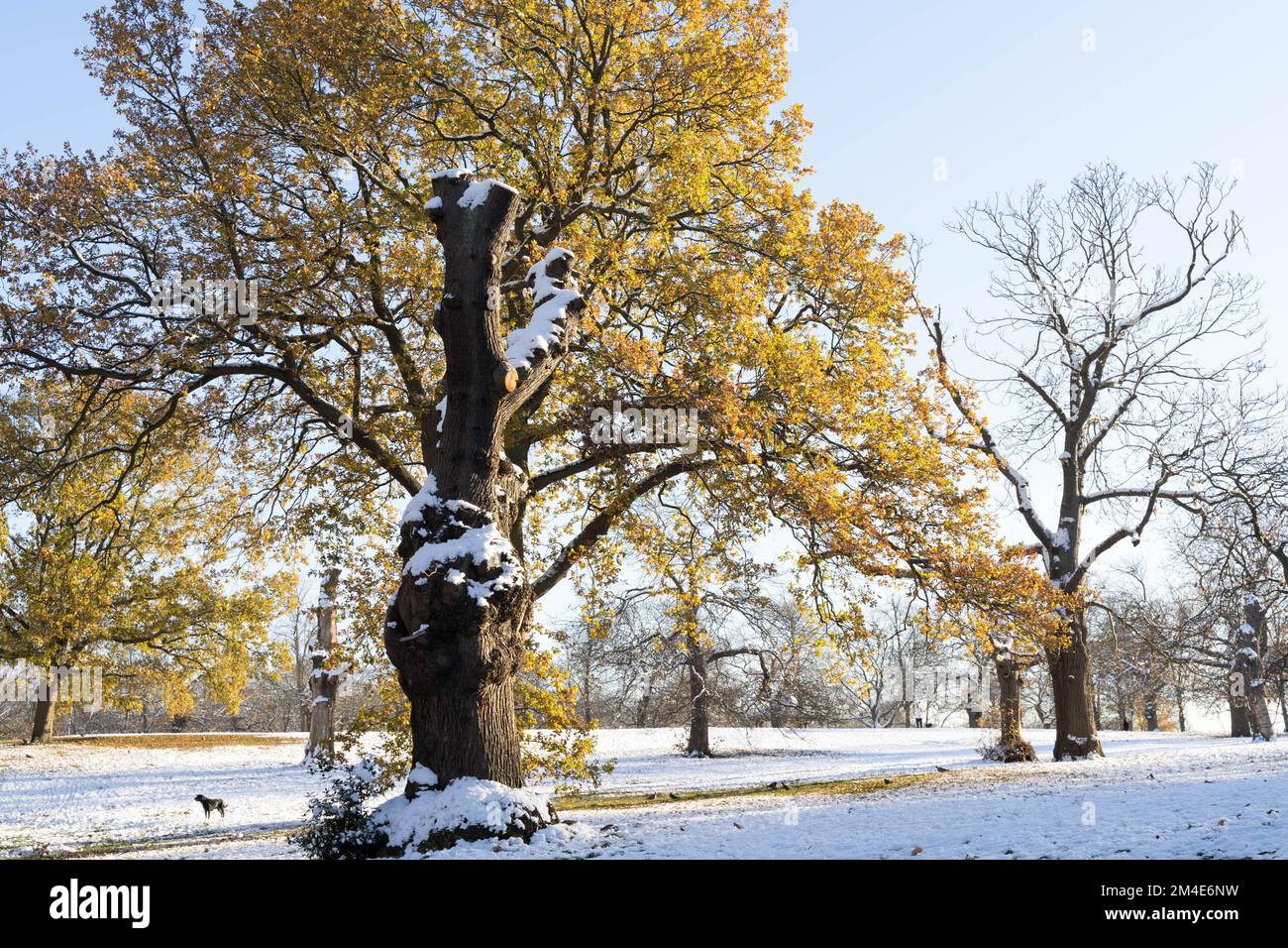 Un po' di sole invernale in un gelo profondo sotto l'esplosione artica, la neve copre rami di alberi e terreno a Greenwich nel sud-est di Londra Inghilterra Foto Stock
