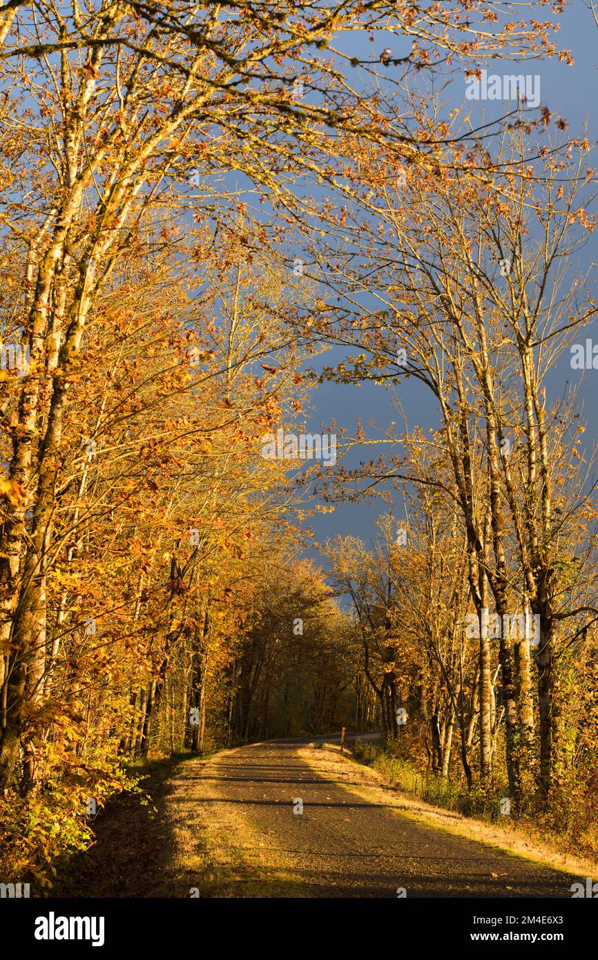 Colore autunnale sul sentiero multiuso Snoqualmie Valley Trail con cielo scuro e moscio Foto Stock