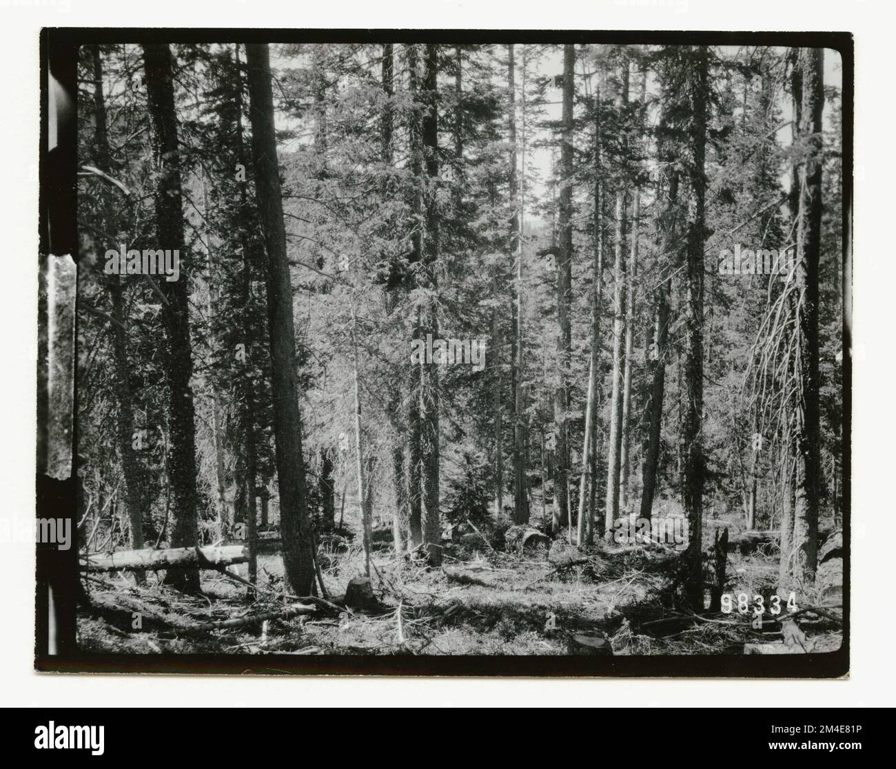 Aree di taglio: Generale. Fotografie relative alle foreste nazionali, alle pratiche di gestione delle risorse, al personale e alla storia culturale ed economica Foto Stock