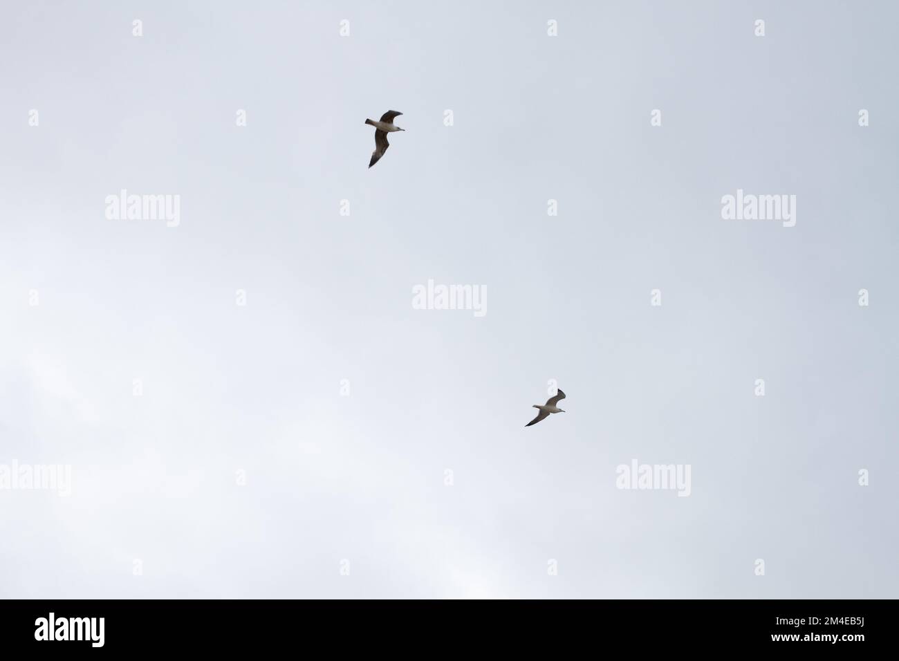 cielo nuvoloso e cupo con gabbiani volanti Foto Stock