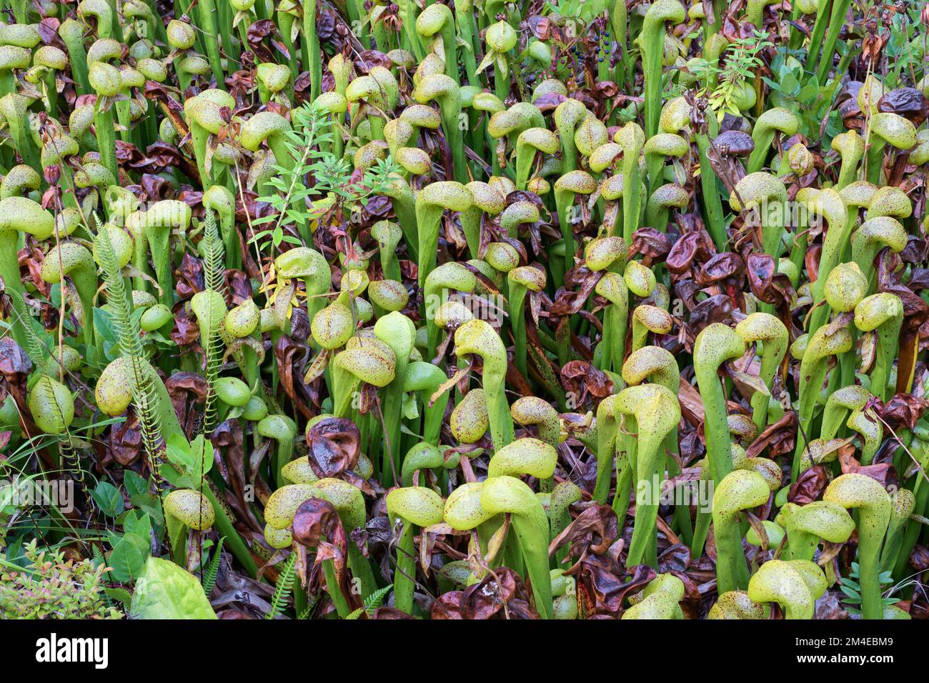 Carnivora Darlingtonia californica in autunno anche conosciuto come Cobra Lily in natura Foto Stock