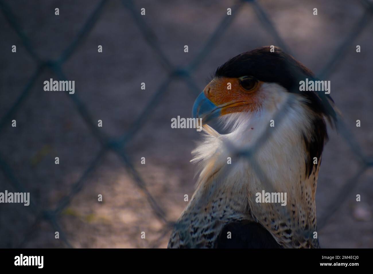 aquila prigioniera Foto Stock
