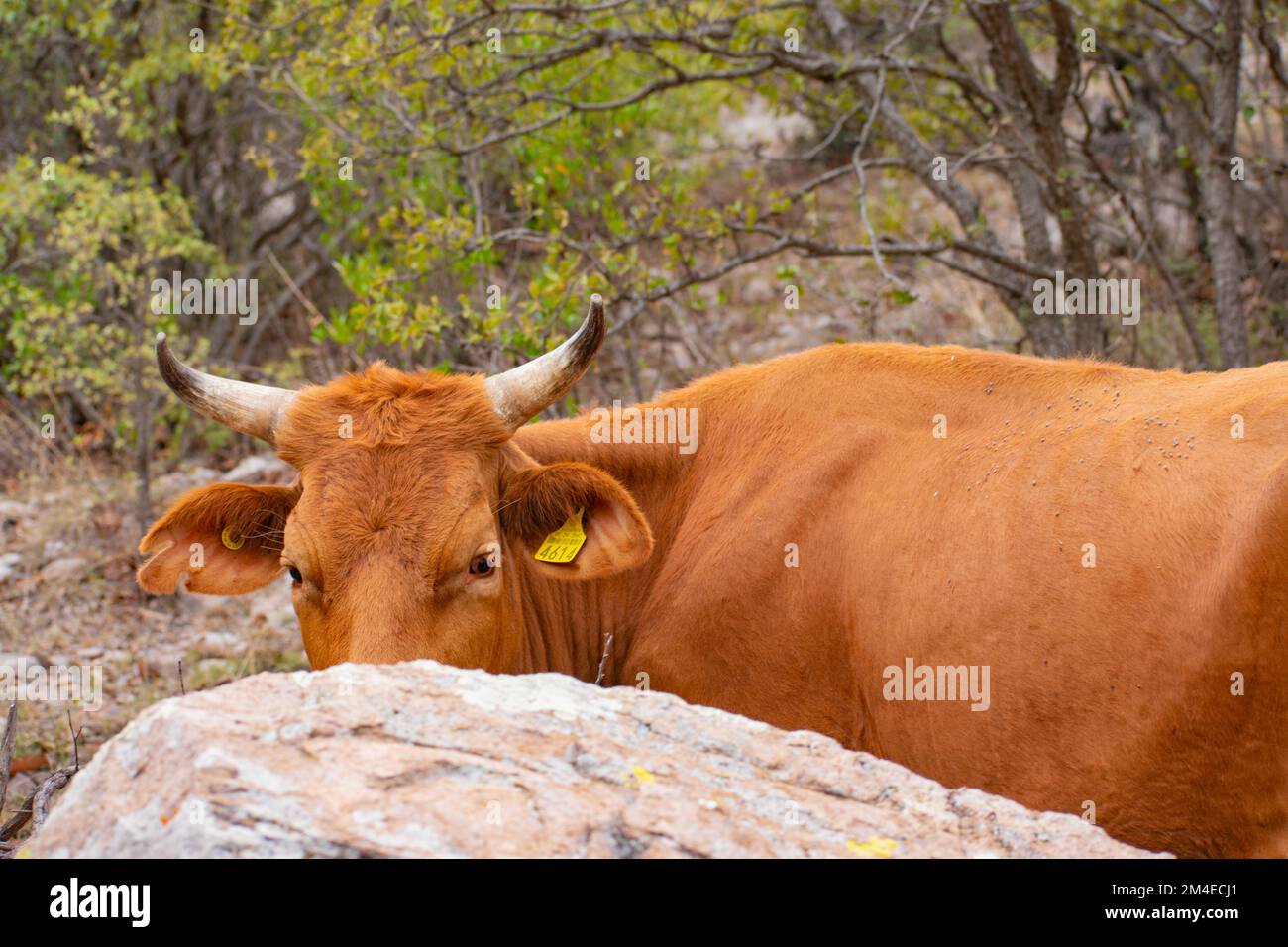 Curioso mucca dietro grande pietra Foto Stock