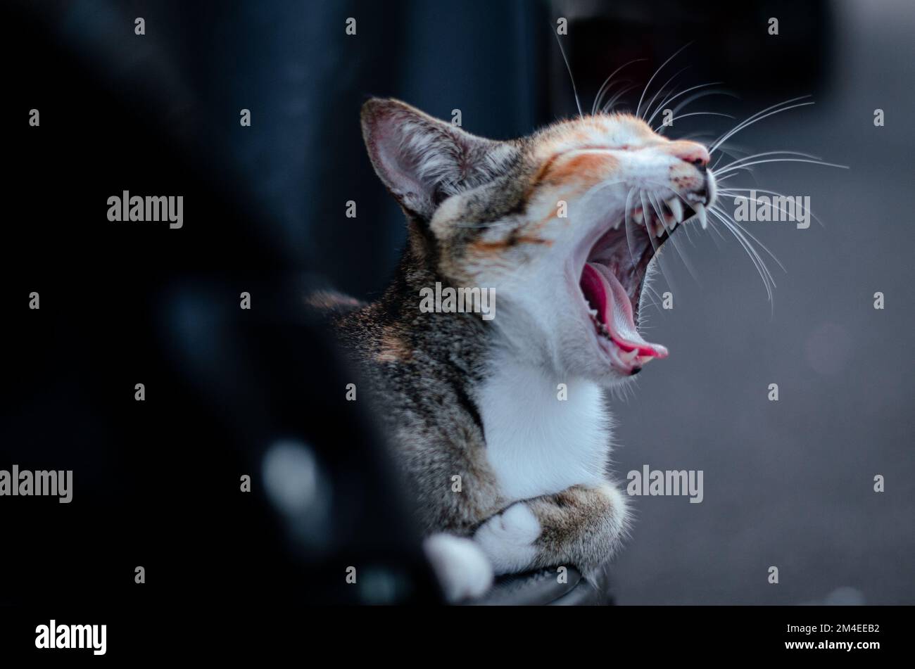 Un gatto simpatico e sbadigliante che apre la bocca con sfondo sfocato Foto Stock