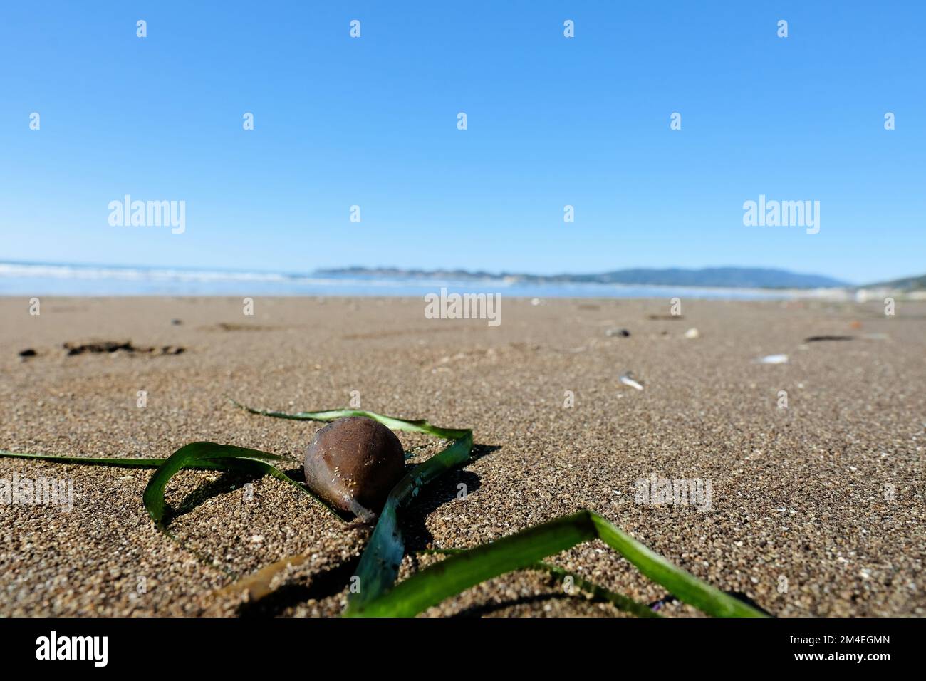 Bulbo e lame pneumatocisti di Bull Kelp (Nereocystis luetkeana) a Stinson Beach, Marin County, California; costa pacifica delle alghe del Nord America. Foto Stock