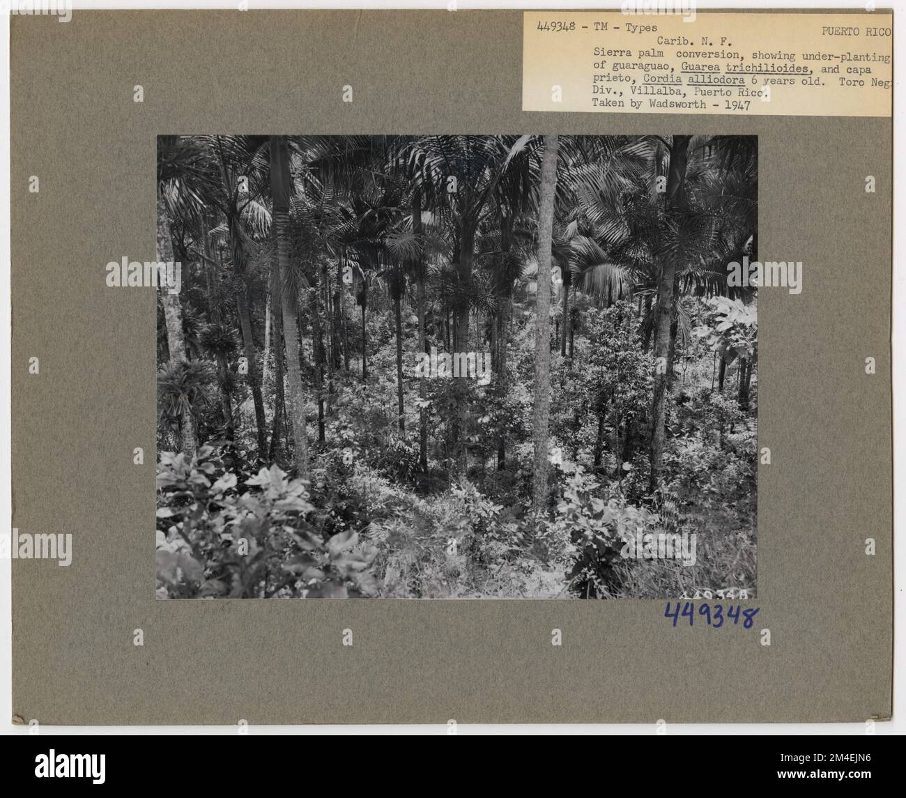 Gestione del legno: Tipi - Porto Rico. Fotografie relative alle foreste nazionali, alle pratiche di gestione delle risorse, al personale e alla storia culturale ed economica Foto Stock