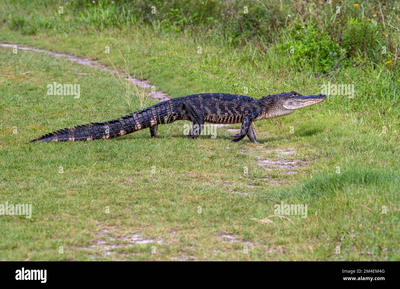 Un alligatore selvatico in una palude della Florida. Foto Stock