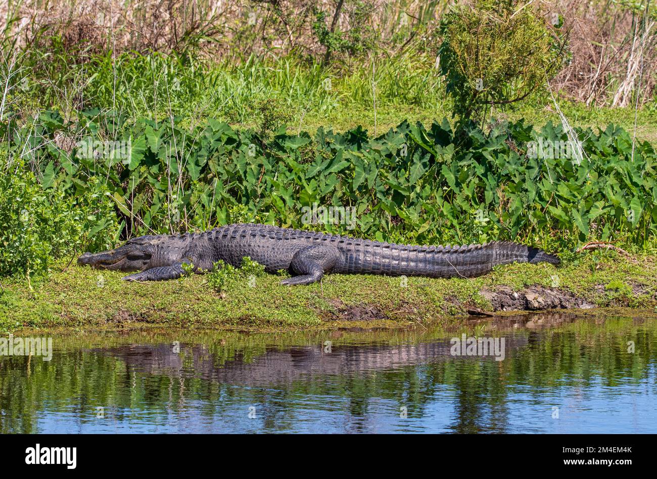 Un alligatore selvatico in una palude della Florida. Foto Stock