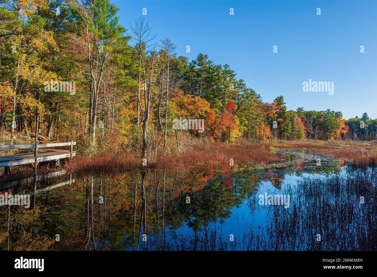 Paesaggio di una foresta mista del New England con un picco di fogliame autunnale al tramonto, riflesso sulle acque calme di uno stagno (Indian Brook Swamp). Foto Stock