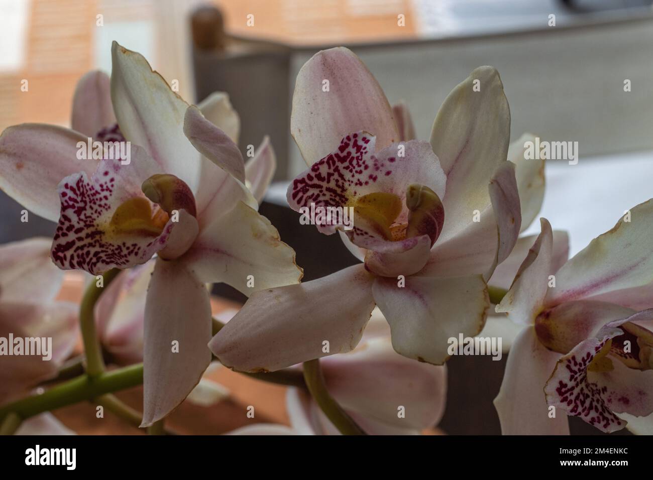 Stelo di orchidee Cymbidium Foto Stock