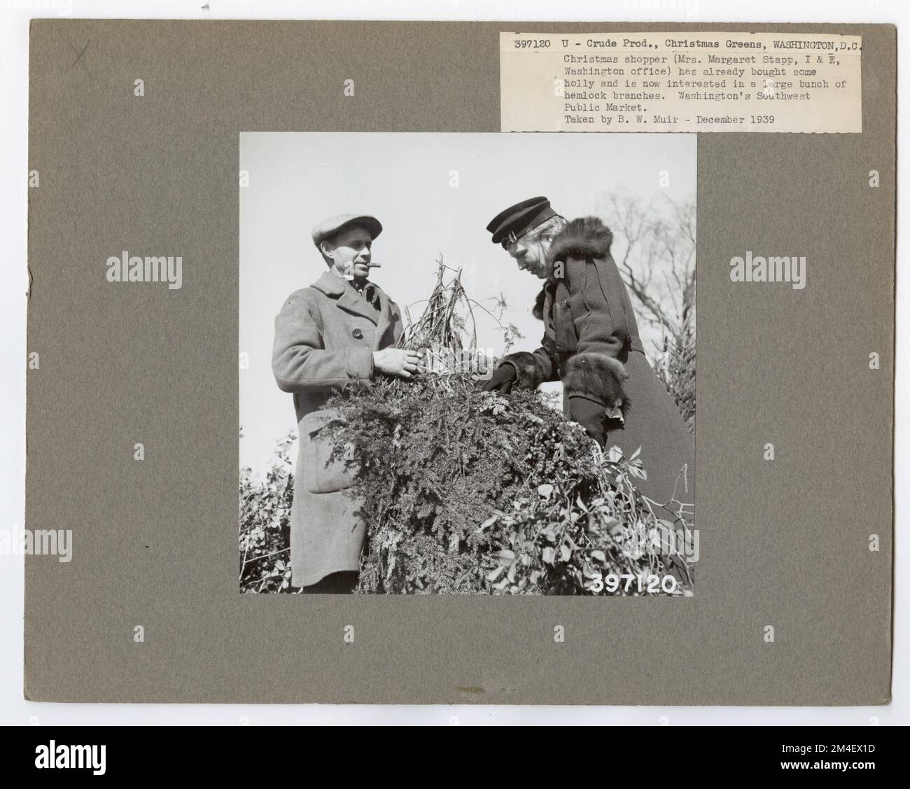 Prodotti grezzi: Verdi di Natale - Distretto di Columbia. Fotografie relative alle foreste nazionali, alle pratiche di gestione delle risorse, al personale e alla storia culturale ed economica Foto Stock