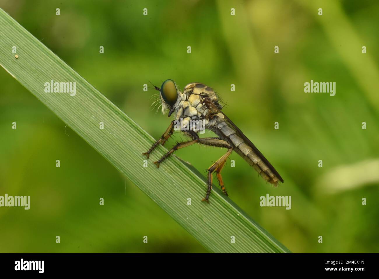 Primo piano foto del volo rapinatore appollaiato su erba verde. Foto Stock