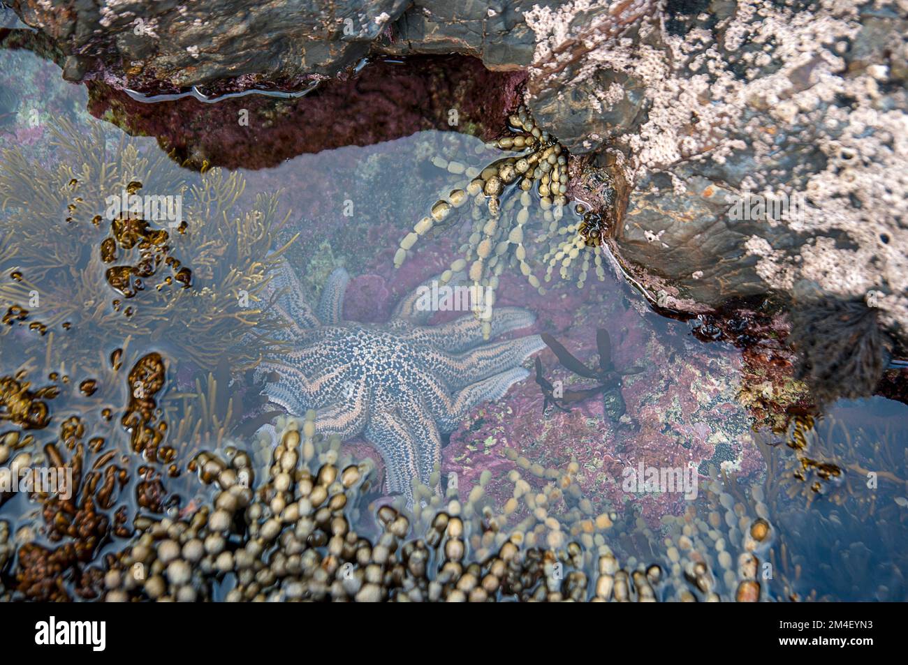 Una piscina di marea con stelle marine e alghe a Titahi Beach vicino a Wellington in Nuova Zelanda Foto Stock