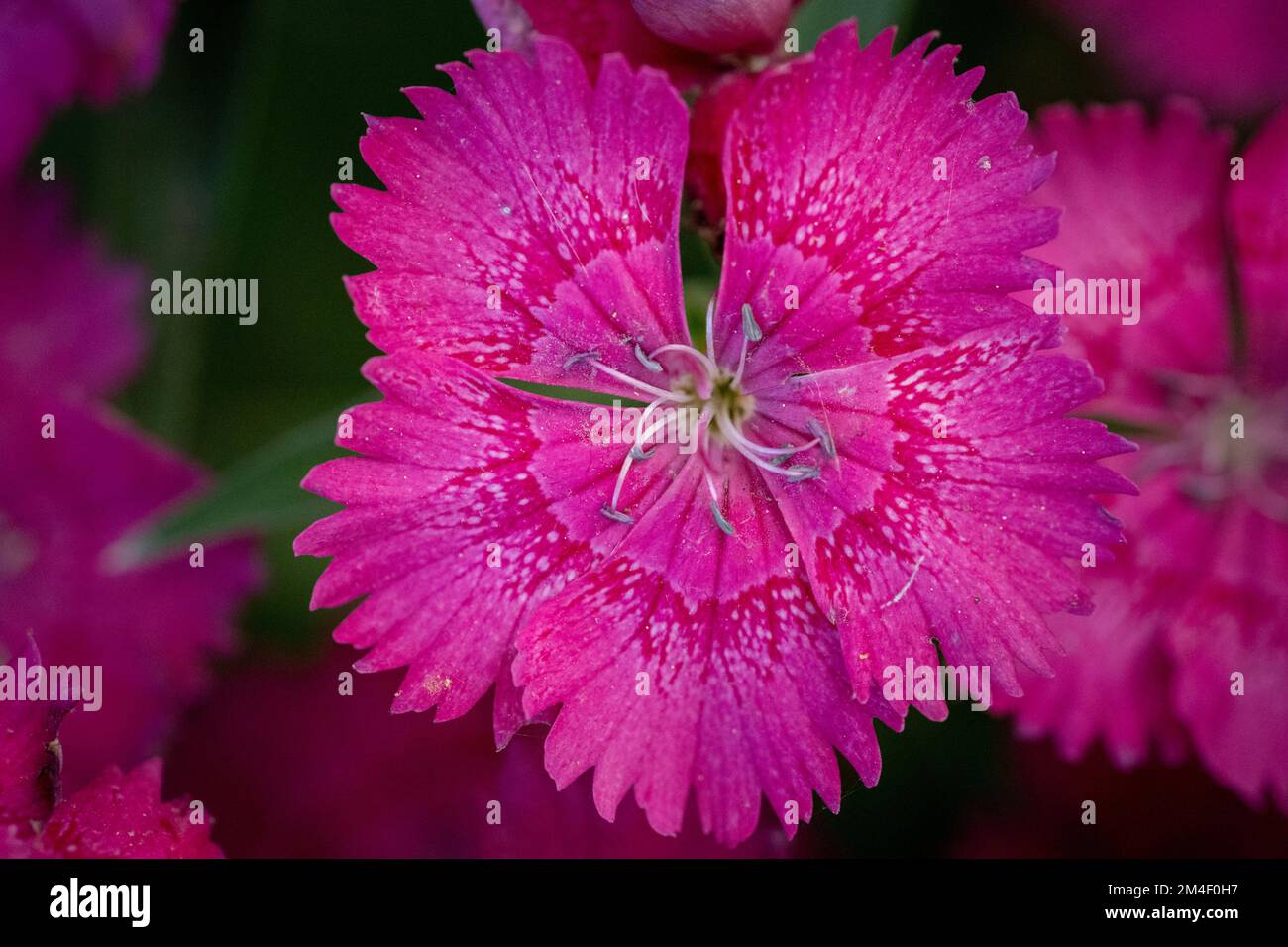 Un primo piano di chiodi di garofano cinesi fiore in fiore su sfondo sfocato Foto Stock