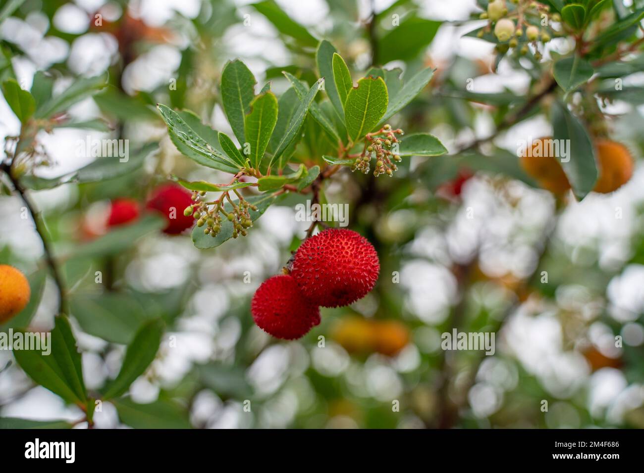 Arbutus bacca su albero di fragola Foto Stock